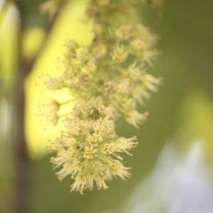 Photographie n°61858 du taxon Acer pseudoplatanus L. [1753]