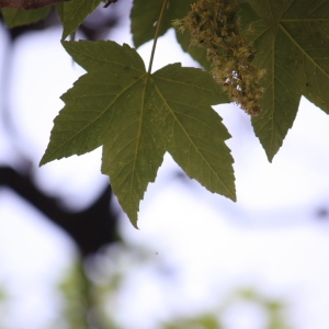 Photographie n°61860 du taxon Acer pseudoplatanus L. [1753]