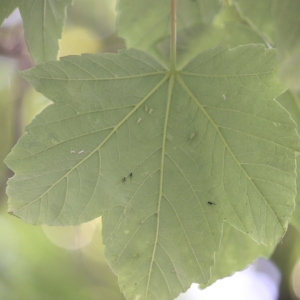 Photographie n°61866 du taxon Acer pseudoplatanus L. [1753]