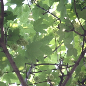 Photographie n°61870 du taxon Acer pseudoplatanus L. [1753]