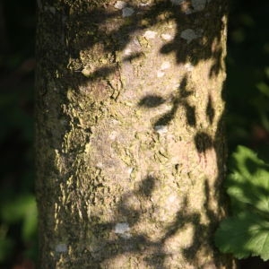Photographie n°61873 du taxon Acer pseudoplatanus L. [1753]
