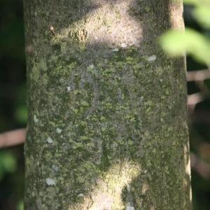 Photographie n°61874 du taxon Acer pseudoplatanus L. [1753]