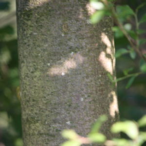 Photographie n°61875 du taxon Acer pseudoplatanus L. [1753]