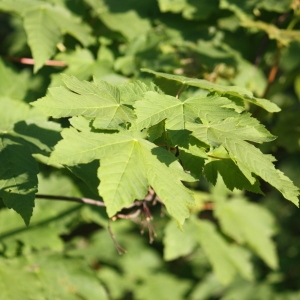 Photographie n°61876 du taxon Acer pseudoplatanus L. [1753]