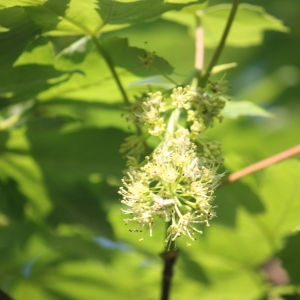 Photographie n°61880 du taxon Acer pseudoplatanus L. [1753]