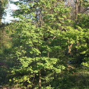 Photographie n°61881 du taxon Acer pseudoplatanus L. [1753]