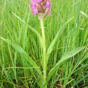 Photographie n°61882 du taxon Dactylorhiza incarnata (L.) Soó [1962]