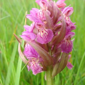 Photographie n°61883 du taxon Dactylorhiza incarnata (L.) Soó [1962]