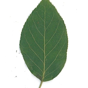 Photographie n°61884 du taxon Alnus cordata (Loisel.) Duby [1828]