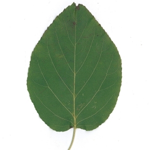 Photographie n°61896 du taxon Alnus cordata (Loisel.) Duby [1828]