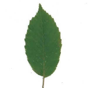 Photographie n°61928 du taxon Carpinus betulus L. [1753]