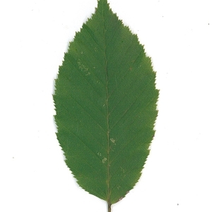 Photographie n°61929 du taxon Carpinus betulus L. [1753]