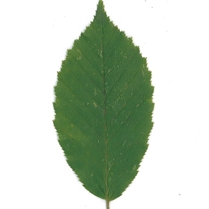 Photographie n°61930 du taxon Carpinus betulus L. [1753]