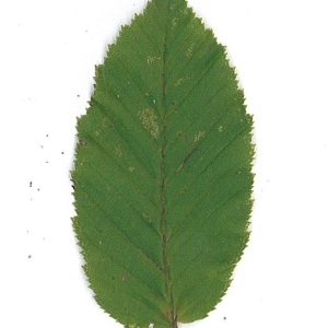 Photographie n°61931 du taxon Carpinus betulus L. [1753]