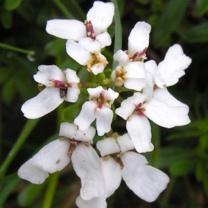 Iberis sempervirens L. (Ibéris sempervirent)