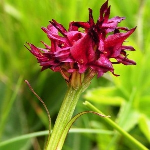 Gymnadenia nigra subsp. iberica (Teppner & E.Klein) Teppner & E.Klein (Nigritelle d'Autriche)