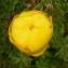  Alain Bigou - Trollius europaeus L. [1753]