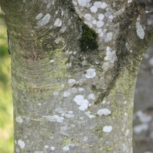 Photographie n°62046 du taxon Fraxinus excelsior L. [1753]