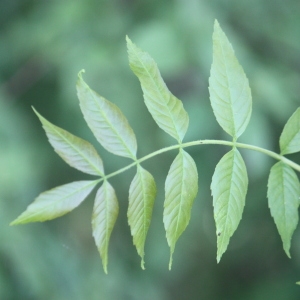 Photographie n°62048 du taxon Fraxinus excelsior L. [1753]