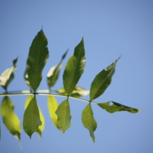 Photographie n°62052 du taxon Fraxinus excelsior L. [1753]