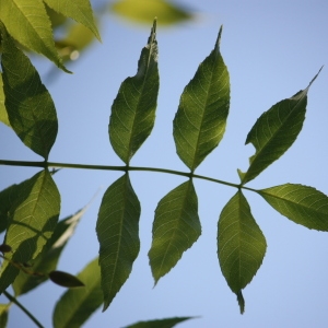 Photographie n°62053 du taxon Fraxinus excelsior L. [1753]