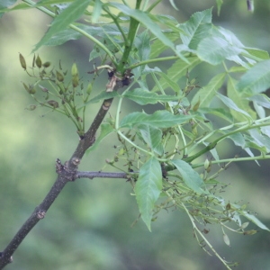 Photographie n°62054 du taxon Fraxinus excelsior L. [1753]