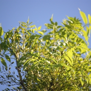 Photographie n°62055 du taxon Fraxinus excelsior L. [1753]