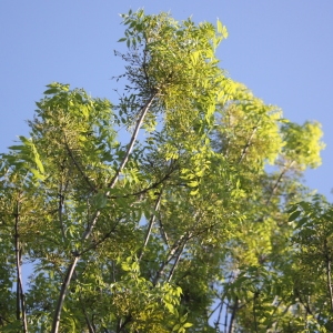 Photographie n°62056 du taxon Fraxinus excelsior L. [1753]