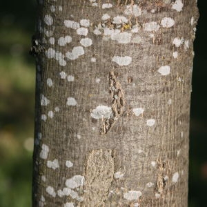 Photographie n°62063 du taxon Fraxinus excelsior L. [1753]