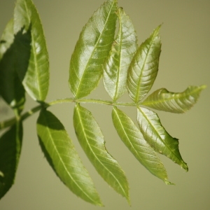 Photographie n°62067 du taxon Fraxinus excelsior L. [1753]