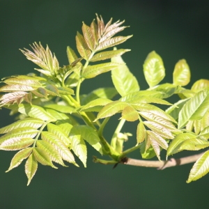 Photographie n°62068 du taxon Fraxinus excelsior L. [1753]