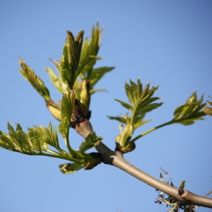 Photographie n°62070 du taxon Fraxinus excelsior L. [1753]