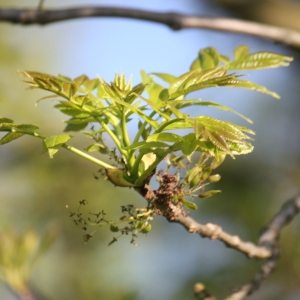 Photographie n°62072 du taxon Fraxinus excelsior L. [1753]