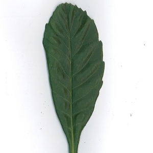 Photographie n°62083 du taxon Eriobotrya japonica (Thunb.) Lindl. [1821]