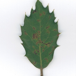 Photographie n°62094 du taxon Quercus ilex L. [1753]