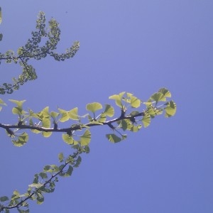 Photographie n°62100 du taxon Ginkgo biloba L. [1771]