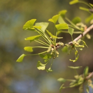 Photographie n°62106 du taxon Ginkgo biloba L. [1771]