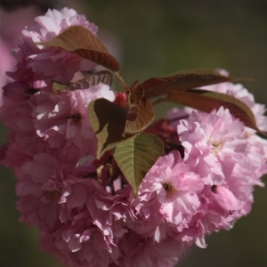 Photographie n°62177 du taxon Prunus serrulata Lindl. [1830]