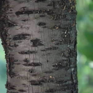 Photographie n°62178 du taxon Prunus serrulata Lindl. [1830]