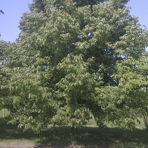 Photographie n°62195 du taxon Tilia cordata Mill. [1768]