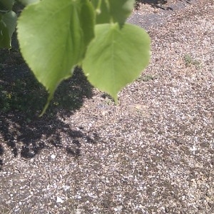 Photographie n°62201 du taxon Tilia cordata Mill. [1768]