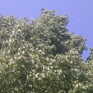 Photographie n°62205 du taxon Tilia cordata Mill. [1768]