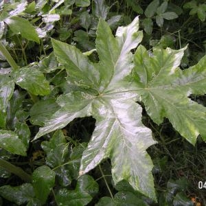 Photographie n°62234 du taxon Heracleum pyrenaicum Lam. [1785]