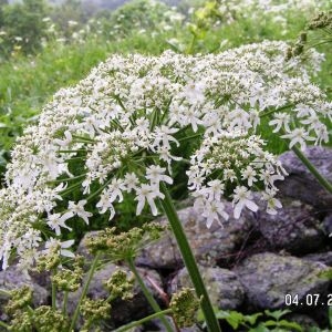 Photographie n°62235 du taxon Heracleum pyrenaicum Lam. [1785]