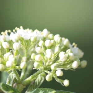 Photographie n°62244 du taxon Viburnum lantana L. [1753]