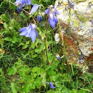 Photographie n°62246 du taxon Aquilegia vulgaris L. [1753]