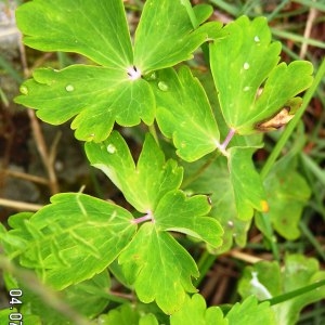 Photographie n°62247 du taxon Aquilegia vulgaris L. [1753]