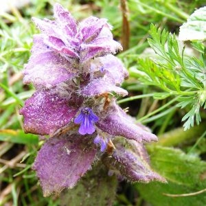 Photographie n°62248 du taxon Ajuga reptans L. [1753]