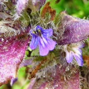 Photographie n°62249 du taxon Ajuga reptans L. [1753]