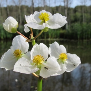 Photographie n°62257 du taxon Sagittaria latifolia Willd. [1805]